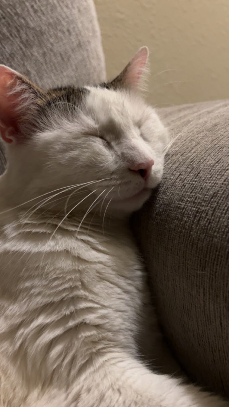Meet Joey