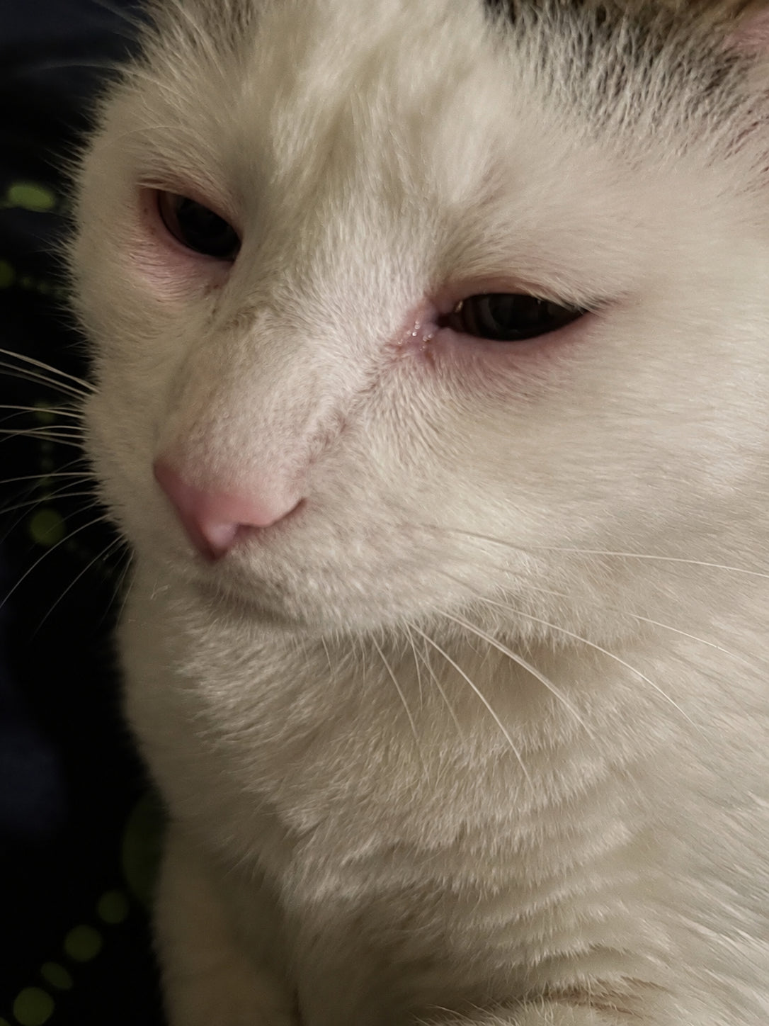 Joey the cat